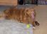 Nova scotia duck tolling retriever Dino