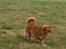 Nova scotia duck tolling retriever Dino