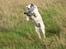 Labrador retriever Lucky Labrador's Gaby