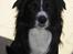 Border collie Freddy - Er han ikke bare dejlig min lille Freddy, mors dreng, helt igennem.......