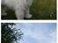 Coton de tulear Frida 