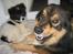 Finsk lapphund Lapinlempi Aamuntuike - min lille nye veninde Trunte