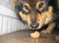 Finsk lapphund Lapinlempi Aamuntuike - skal jeg spise det hele?