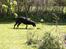 Labrador retriever * R.I.P.* Amy - Amy opdager et meget farligt væsen i haven...