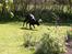 Labrador retriever * R.I.P.* Amy - Hun hopper og springer men udyret lader sig ikke skræmme