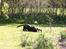 Labrador retriever * R.I.P.* Amy - Hun sniger sig.  Pokkers jeg kan ikke se hvad det er 