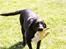 Labrador retriever * R.I.P.* Amy - Hjælp!!! Mors arbejdshandske den er godt nok meget farlig :-))