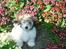 Coton de tulear Noah - Noah i blomsterbedet...