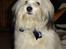 Coton de tulear Noah