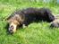 Finsk lapphund Lapinlempi Aamuntuike - skøøønt at rulle sig