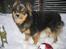 Finsk lapphund Lapinlempi Aamuntuike - sne er da bare jums
