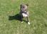 Amerikansk staffordshire terrier Dex Dexter