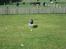 Amerikansk staffordshire terrier Dex Dexter
