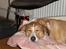 Blanding af racer bailey - Total magelig :-)