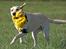 Blanding af racer Naja - Grrrr ryste-giraf