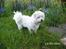 Coton de tulear Tintin