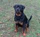 Rottweiler Pusling