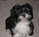 Lhasa apso Chilli