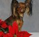 Russisk toy terrier Carskoe Zolotce Mazasis  