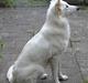 Hvid Schweizisk Hyrdehund Beyla