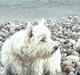 West highland white terrier Tilde :P