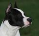 Amerikansk staffordshire terrier Yeller´s viking Award
