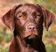 Labrador retriever Brown Hunts Bertha R.I.P.