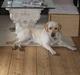 Labrador retriever sambo