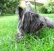 Cairn terrier Moselund's Simba