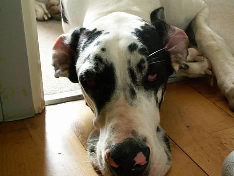 Grand danois Horsebjerg Athena (Himmelhund)  - Frøken Flapøre billede 7