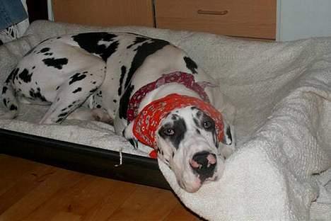 Grand danois Horsebjerg Athena (Himmelhund)  - Fastelavn og jeg skulle åbenbart også klædes ud billede 8