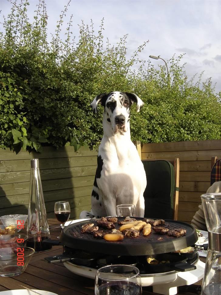 Grand danois Horsebjerg Athena (Himmelhund)  - Athena er med til bords billede 9