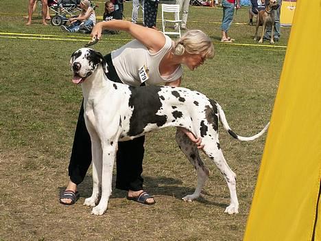 Grand danois Horsebjerg Athena (Himmelhund)  - DKK Brøndby 30.07.06  billede 10