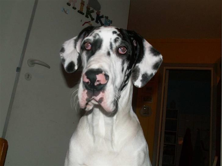 Grand danois Horsebjerg Athena (Himmelhund)  - Athena 6 mdr. gammel billede 11