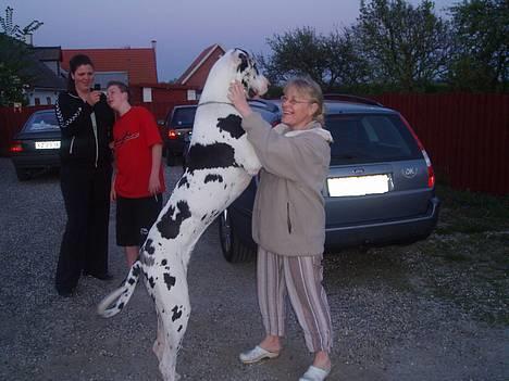 Grand danois Horsebjerg Athena (Himmelhund)  - Athena er blevet stor 10 mdr. billede 12