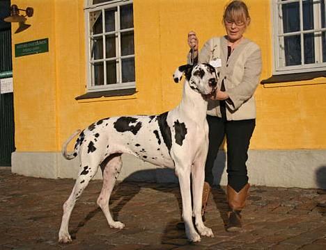 Grand danois Horsebjerg Athena (Himmelhund)  - Juleskue i Næstved 09.12.06. Billedet taget af Reese billede 13