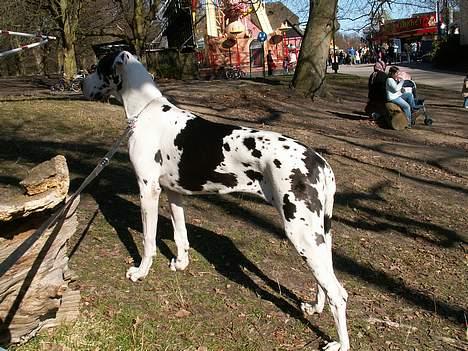 Grand danois Horsebjerg Athena (Himmelhund)  - Jeg er med på "Bakken" og chekker lige deres ænder ud billede 14