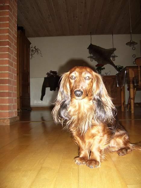 Gravhund Nicky *død* ! :'( - Se mig lige, er jeg ikke bare fin ? billede 1