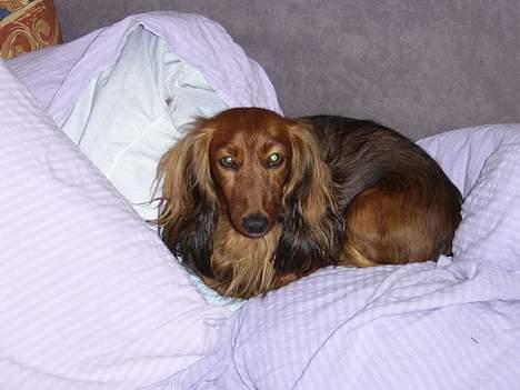 Gravhund Nicky *død* ! :'( - Ihhhha, det var da skønt med en lille slapper :) billede 2