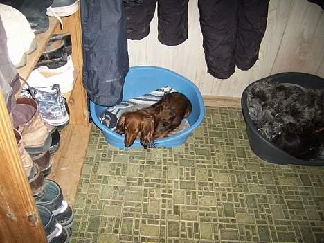 Gravhund Nicky *død* ! :'( - Ejjjha, sengen er nu bedre end den er kurv. billede 3