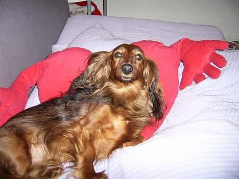 Gravhund Nicky *død* ! :'( - Jeg ligger lige her i min ejer´s seng og troner som en konge :) billede 4