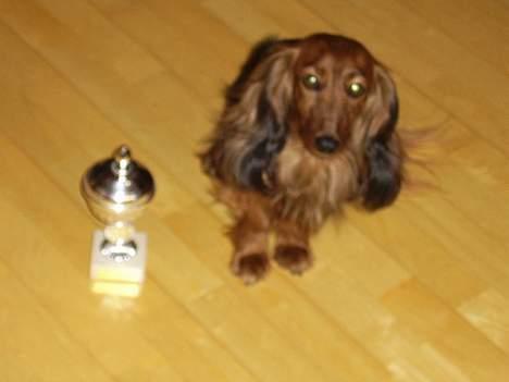 Gravhund Nicky *død* ! :'( - Er den da ikke bare floT?  billede 5