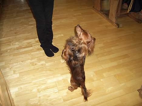 Gravhund Nicky *død* ! :'( - Se miiig ! Kom ikke her og sig jeg er dårlig... billede 6