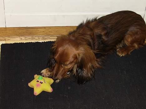 Gravhund Nicky *død* ! :'( billede 7