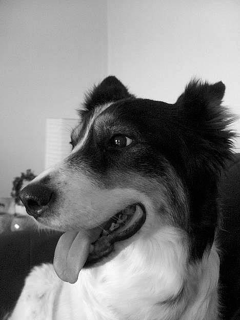 Border collie nala sov ind den 30/03-07 - Er hun ikke bare køn . billede 1