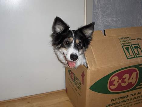 Border collie nala sov ind den 30/03-07 - så fik vi de det hele med og mig skal i ikke glemme ! billede 2