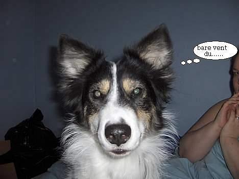 Border collie nala sov ind den 30/03-07 - skal du tage billeder af mig  billede 3