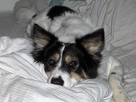 Border collie nala sov ind den 30/03-07 - Mors dyne er den bedste basta :) billede 4