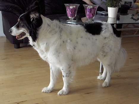 Border collie nala sov ind den 30/03-07 billede 5