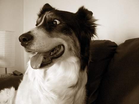 Border collie nala sov ind den 30/03-07 billede 6